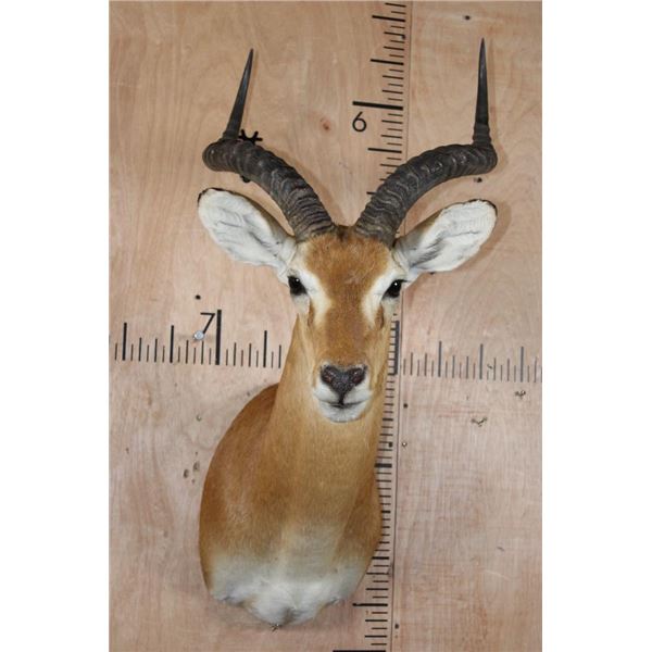 Big KOB Shoulder Mount