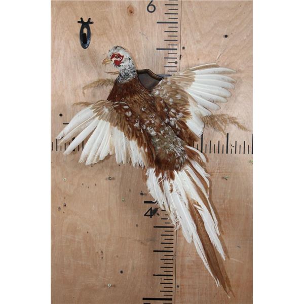 Flying ALASKAN SNOW PHEASANT on a Wall Plaque