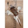 Image 1 : Flying ALASKAN SNOW PHEASANT on a Wall Plaque