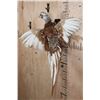 Image 2 : Flying ALASKAN SNOW PHEASANT on a Wall Plaque