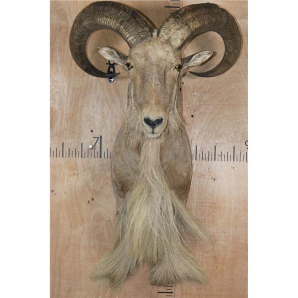 XXL Trophy Sized AOUDAD Shoulder Mount or 1/3 Body Mount
