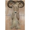 Image 1 : XXL Trophy Sized AOUDAD Shoulder Mount or 1/3 Body Mount