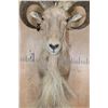 Image 5 : XXL Trophy Sized AOUDAD Shoulder Mount or 1/3 Body Mount
