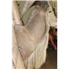 Image 8 : XXL Trophy Sized AOUDAD Shoulder Mount or 1/3 Body Mount