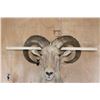 Image 9 : XXL Trophy Sized AOUDAD Shoulder Mount or 1/3 Body Mount