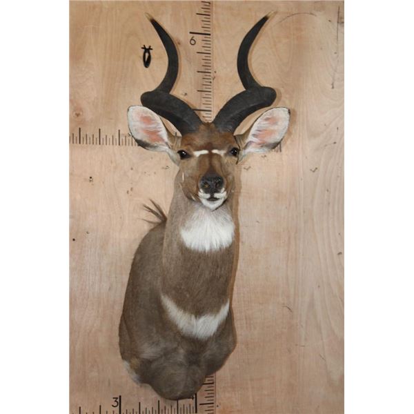 *Like New* MOUNTAIN NYALA Shoulder Mount