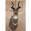 Image 1 : *Like New* MOUNTAIN NYALA Shoulder Mount