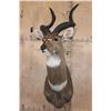 Image 2 : *Like New* MOUNTAIN NYALA Shoulder Mount