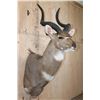 Image 4 : *Like New* MOUNTAIN NYALA Shoulder Mount