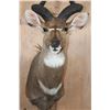 Image 5 : *Like New* MOUNTAIN NYALA Shoulder Mount