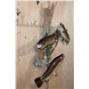 Image 2 : 3 Reproduction BROWN TROUT on a Decorative Wall Hanging Base