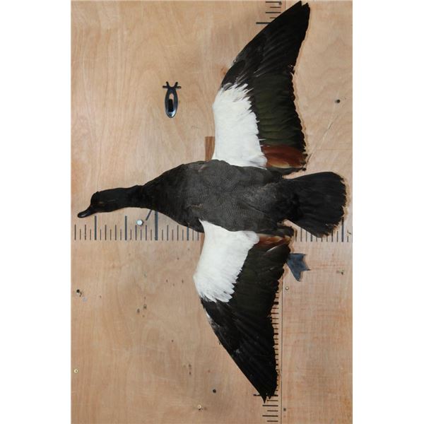 Big PARADISE SHELDUCK from New Zealand on a Wall Hanging Log Base