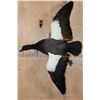 Image 1 : Big PARADISE SHELDUCK from New Zealand on a Wall Hanging Log Base