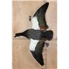 Image 2 : Big PARADISE SHELDUCK from New Zealand on a Wall Hanging Log Base
