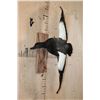 Image 3 : Big PARADISE SHELDUCK from New Zealand on a Wall Hanging Log Base