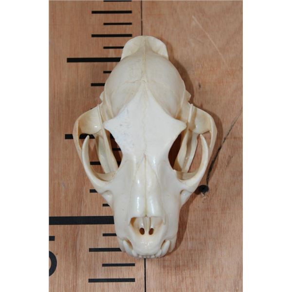*TEXAS RESIDENTS ONLY* LEOPARD Skull on a Wire Hanger