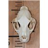 Image 1 : *TEXAS RESIDENTS ONLY* LEOPARD Skull on a Wire Hanger