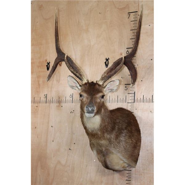 XL 6-Point RUSA DEER Shoulder Mount with Double Drop Tines
