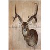 Image 1 : XL 6-Point RUSA DEER Shoulder Mount with Double Drop Tines