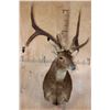Image 2 : XL 6-Point RUSA DEER Shoulder Mount with Double Drop Tines