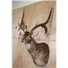 Image 4 : XL 6-Point RUSA DEER Shoulder Mount with Double Drop Tines