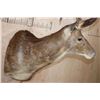 Image 6 : XL 6-Point RUSA DEER Shoulder Mount with Double Drop Tines