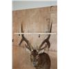 Image 7 : XL 6-Point RUSA DEER Shoulder Mount with Double Drop Tines