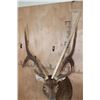 Image 8 : XL 6-Point RUSA DEER Shoulder Mount with Double Drop Tines