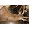 Image 9 : XL 6-Point RUSA DEER Shoulder Mount with Double Drop Tines