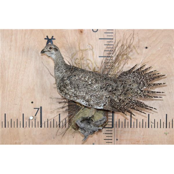 SAGE GROUSE Perched on a Decorative Wood Plaque