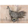 Image 1 : SAGE GROUSE Perched on a Decorative Wood Plaque