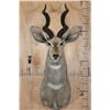 Image 1 : LESSER KUDU Shoulder Mount