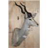 Image 2 : LESSER KUDU Shoulder Mount