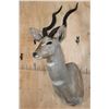 Image 3 : LESSER KUDU Shoulder Mount