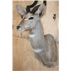 Image 4 : LESSER KUDU Shoulder Mount
