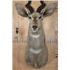 Image 5 : LESSER KUDU Shoulder Mount