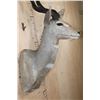 Image 6 : LESSER KUDU Shoulder Mount