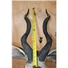 Image 8 : LESSER KUDU Shoulder Mount