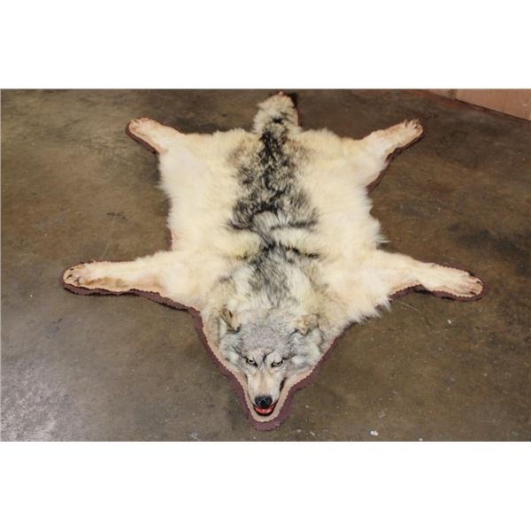 WOLF Hide or WOLF Rug with its Mounted Head and Double Felt