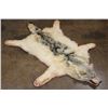 Image 3 : WOLF Hide or WOLF Rug with its Mounted Head and Double Felt