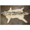 Image 4 : WOLF Hide or WOLF Rug with its Mounted Head and Double Felt