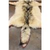 Image 9 : WOLF Hide or WOLF Rug with its Mounted Head and Double Felt