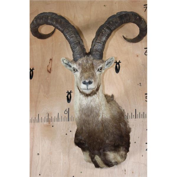 Big SPANISH IBEX Shoulder Mount
