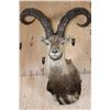 Image 1 : Big SPANISH IBEX Shoulder Mount