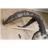 Image 9 : Big SPANISH IBEX Shoulder Mount