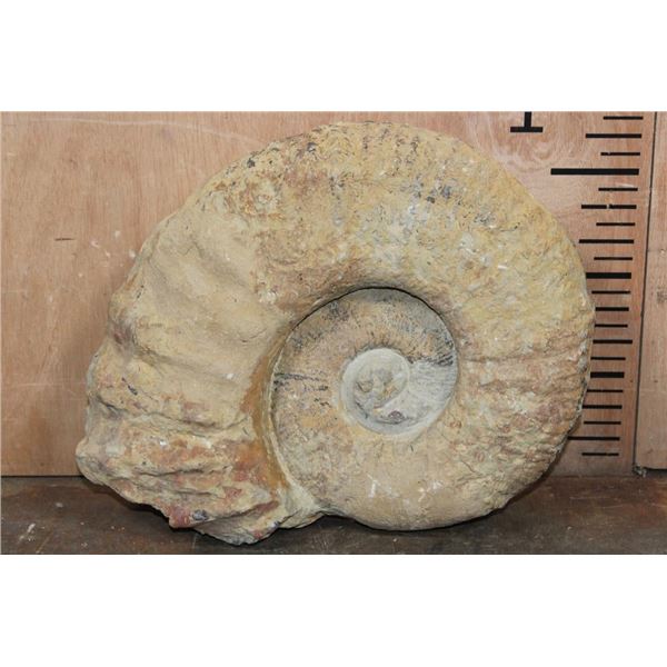 XXL AMMONITE Fossil Specimen, Weight: 28 lbs