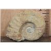 Image 1 : XXL AMMONITE Fossil Specimen, Weight: 28 lbs