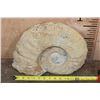 Image 2 : XXL AMMONITE Fossil Specimen, Weight: 28 lbs