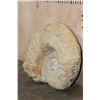 Image 4 : XXL AMMONITE Fossil Specimen, Weight: 28 lbs