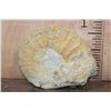 Image 5 : XXL AMMONITE Fossil Specimen, Weight: 28 lbs